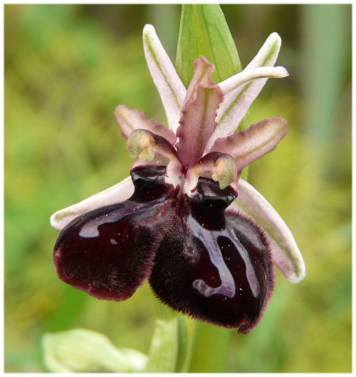 Ophrys sipontensis